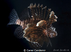 Lionfish on black background by Caner Candemir 